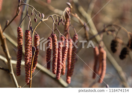 Small branch of black alder Alnus glutinosa with male catkins and female red flowers. Blooming alder in spring beautiful natural background with clear earrings and blurred background 118474154