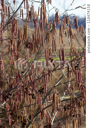 Small branch of black alder Alnus glutinosa with male catkins and female red flowers. Blooming alder in spring beautiful natural background with clear earrings and blurred background 118474158