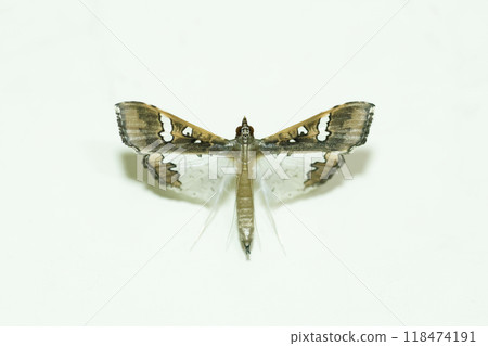 Mamenomeiga 118474191