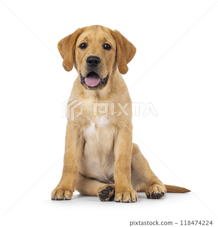 Labrador dog puppy on white background Labrador dog puppy on white background 118474224