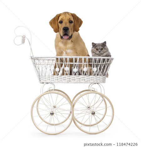 Labrador dog puppy on white background 118474226