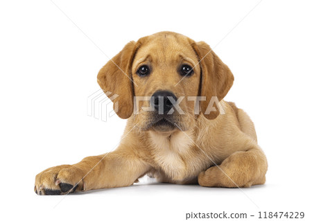 Labrador dog puppy on white background 118474229