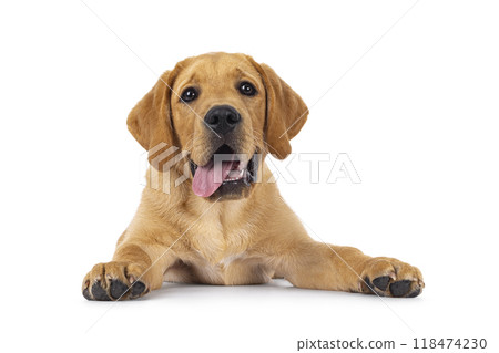 Labrador dog puppy on white background 118474230