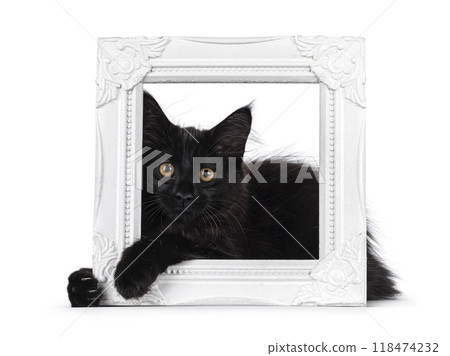 Maine Coon cat kitten on white background 118474232