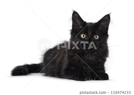 Maine Coon cat kitten on white background 118474233