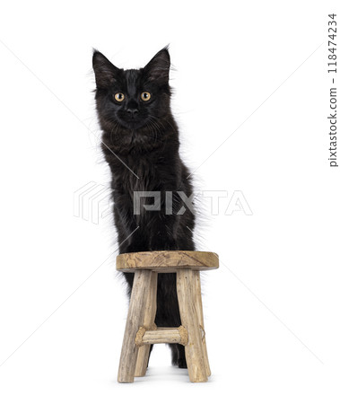 Maine Coon cat kitten on white background 118474234