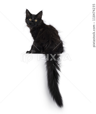 Maine Coon cat kitten on white background 118474235