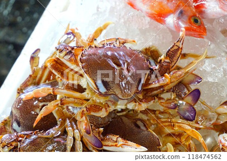 丸蟹、扁蟹、圓蟹 丸蟹、扁蟹、圓蟹 118474562