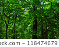 深綠色的森林 118474679