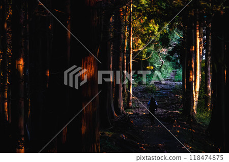 Climbing path of sunrise 118474875