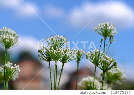 Bamboo flower 118475125