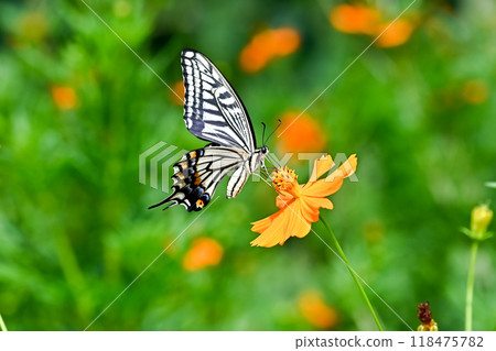 Swallowtail butterfly on yellow cosmos Swallowtail butterfly on yellow cosmos 118475782