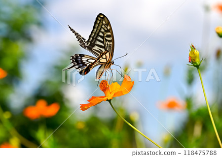Swallowtail butterfly on yellow cosmos Swallowtail butterfly on yellow cosmos 118475788