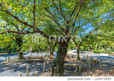 Tsuyama Castle cherry tree specimen, Tsuyama City, Okayama Prefecture Tsuyama Castle cherry tree specimen, Tsuyama City, Okayama Prefecture 118475893
