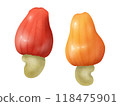 2 cashew apples (cashew fruit) 118475901