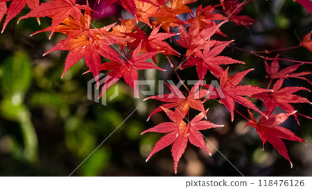 鮮紅的秋葉 鮮紅的秋葉 118476126