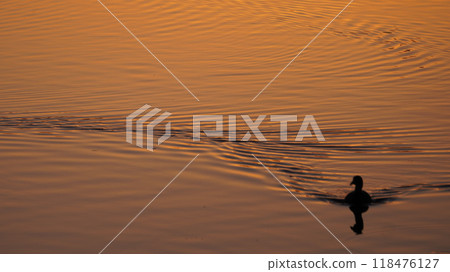 夕陽染紅的水面和鳥兒 夕陽染紅的水面和鳥兒 118476127