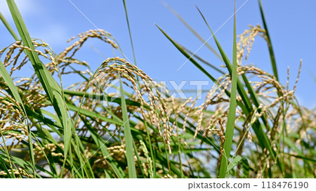 Fruited rice panicle 118476190