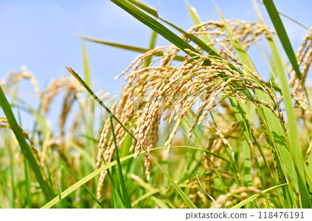 Fruited rice panicle 118476191