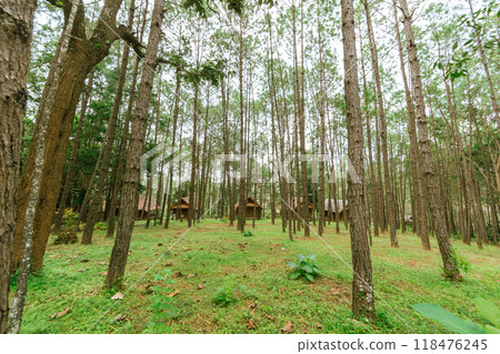 Pine forest Pine forest 118476245