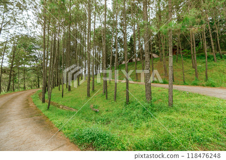 Pine forest 118476248