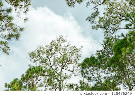 Pine forest Pine forest 118476249