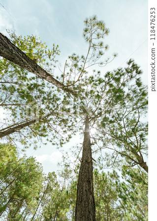 Pine forest Pine forest 118476253