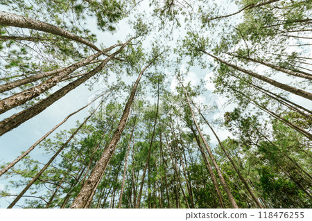 Pine forest 118476255