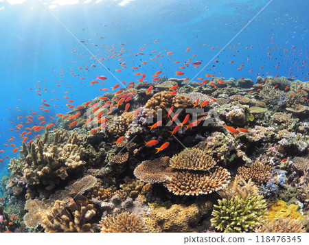 Vibrant tropical sea, coral and colorful fish Vibrant tropical sea, coral and colorful fish 118476345
