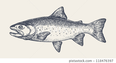 Salmon fish, seafood, sketch. Vintage retro print, seafood salmon fish sketch, sea life, ink pencil style drawing engrave old school sketch, hand drawn. Sketch artwork salmon fish. Vector Illustration 118476397