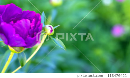 Purple peony flower in greenery of garden. Soft focus, blurred. Copy space. Postcard Purple peony flower in greenery of garden. Soft focus, blurred. Copy space. Postcard 118476421