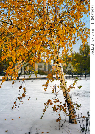 Lone birch tree with orange foliage in close-up. First snow in October Lone birch tree with orange foliage in close-up. First snow in October 118476475