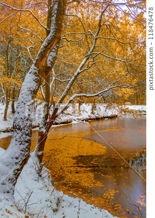 First snow and golden colored trees by pond in fall First snow and golden colored trees by pond in fall 118476478