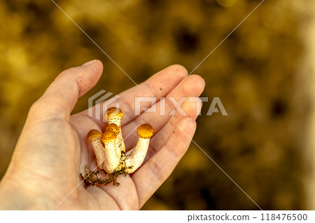 Group of small Armillaria mellea in woman's hand. Mushroom hunting in fall. Copy space. Close-up Group of small Armillaria mellea in woman's hand. Mushroom hunting in fall. Copy space. Close-up 118476500