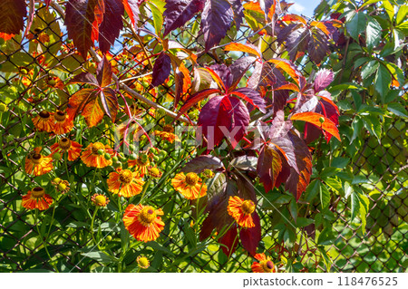 Fall garden colors. Grape leaves and helenium flowers decorate fence in autumn. Postcard Fall garden colors. Grape leaves and helenium flowers decorate fence in autumn. Postcard 118476525