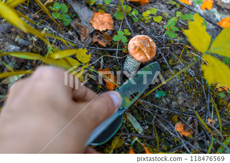 Mushroom hunter cuts Leccinum aurantiacum with knife. Collecting mushrooms in autumn forest. Care about ecology. Close-up of hand 118476569