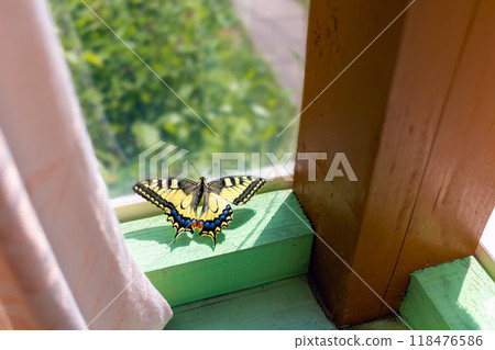 Papilio machaon butterfly on terrace by window of summer cottage. Golden cage Papilio machaon butterfly on terrace by window of summer cottage. Golden cage 118476586