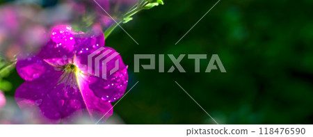 Brightly colored banner with magenta flower in water droplets. Soft focus, hazy, blurry Brightly colored banner with magenta flower in water droplets. Soft focus, hazy, blurry 118476590
