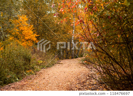 Road in picturesque fall forest. Autumn landscape Road in picturesque fall forest. Autumn landscape 118476697
