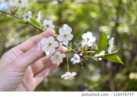 Woman holding and examining cherry blossom branch on sunny spring day. Close-up of hand. Contemplation, reflection, mental health 118476737