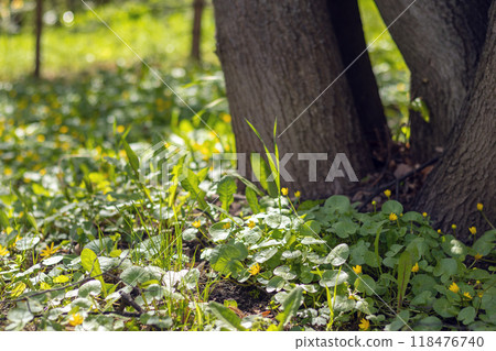 Yellow primroses (Caltha) next to tree trunks on a sunny spring day. Close-up. Copy space Yellow primroses (Caltha) next to tree trunks on a sunny spring day. Close-up. Copy space 118476740