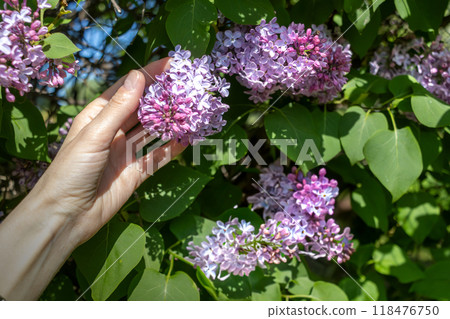 Woman's hand gently holds branch of lilacs. Spring blossoming 118476750