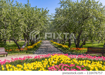 Apple and tulip blossoms in park on sunny spring afternoon 118476757