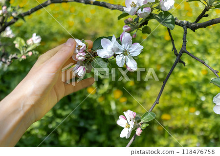 Woman's hand gently holds blossoming branch of an Apple tree. Spring blossoming 118476758