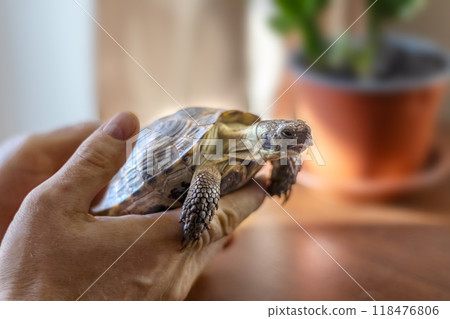 Strong male hands gently holding turtle. The attachment to the pet. Close-up. Turtle's day Strong male hands gently holding turtle. The attachment to the pet. Close-up. Turtle's day 118476806