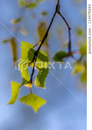 Birch branches, earrings and first leaves against blue sky on sunny May day. Spring mood Birch branches, earrings and first leaves against blue sky on sunny May day. Spring mood 118476844