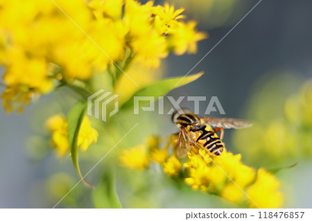 Bright wasp collecting pollen on yellow flower of goldenrod. Close-up, macro photography. Insect in wildlife. Soft, selective focus Bright wasp collecting pollen on yellow flower of goldenrod. Close-up, macro photography. Insect in wildlife. Soft, selective focus 118476857