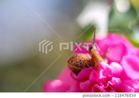 Snail on peony flower. Macrophoto in blur, defocus, smear. copy space, text space, template, layout Snail on peony flower. Macrophoto in blur, defocus, smear. copy space, text space, template, layout 118476859