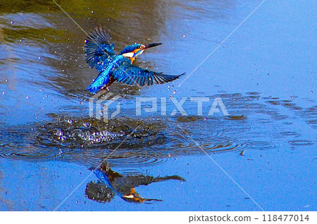 A cool kingfisher diving into a pond 118477014