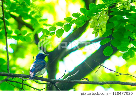 Blue-and-white flycatcher immersed in fresh greenery Blue-and-white flycatcher immersed in fresh greenery 118477020